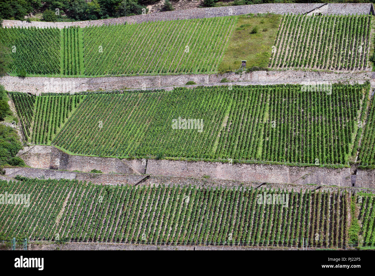 Filari di viti crescente sulla collina lungo le rive del fiume Reno Foto Stock