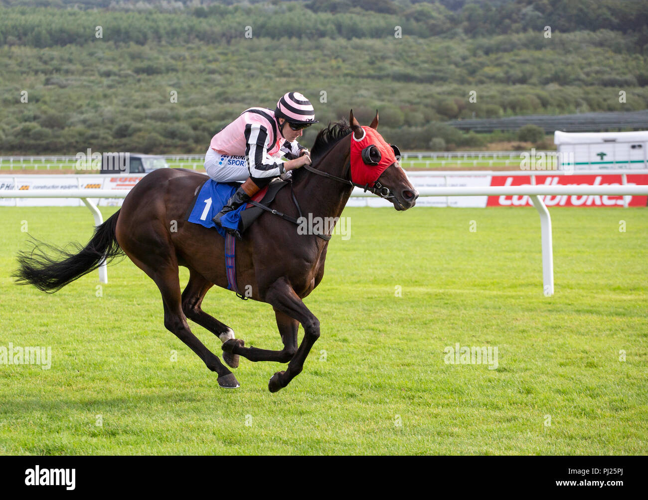 Delle corse ippiche Jacbequick cavalcato da fantino Finley Marsh sul modo di vincere una gara a Ffos Las racecourse Foto Stock