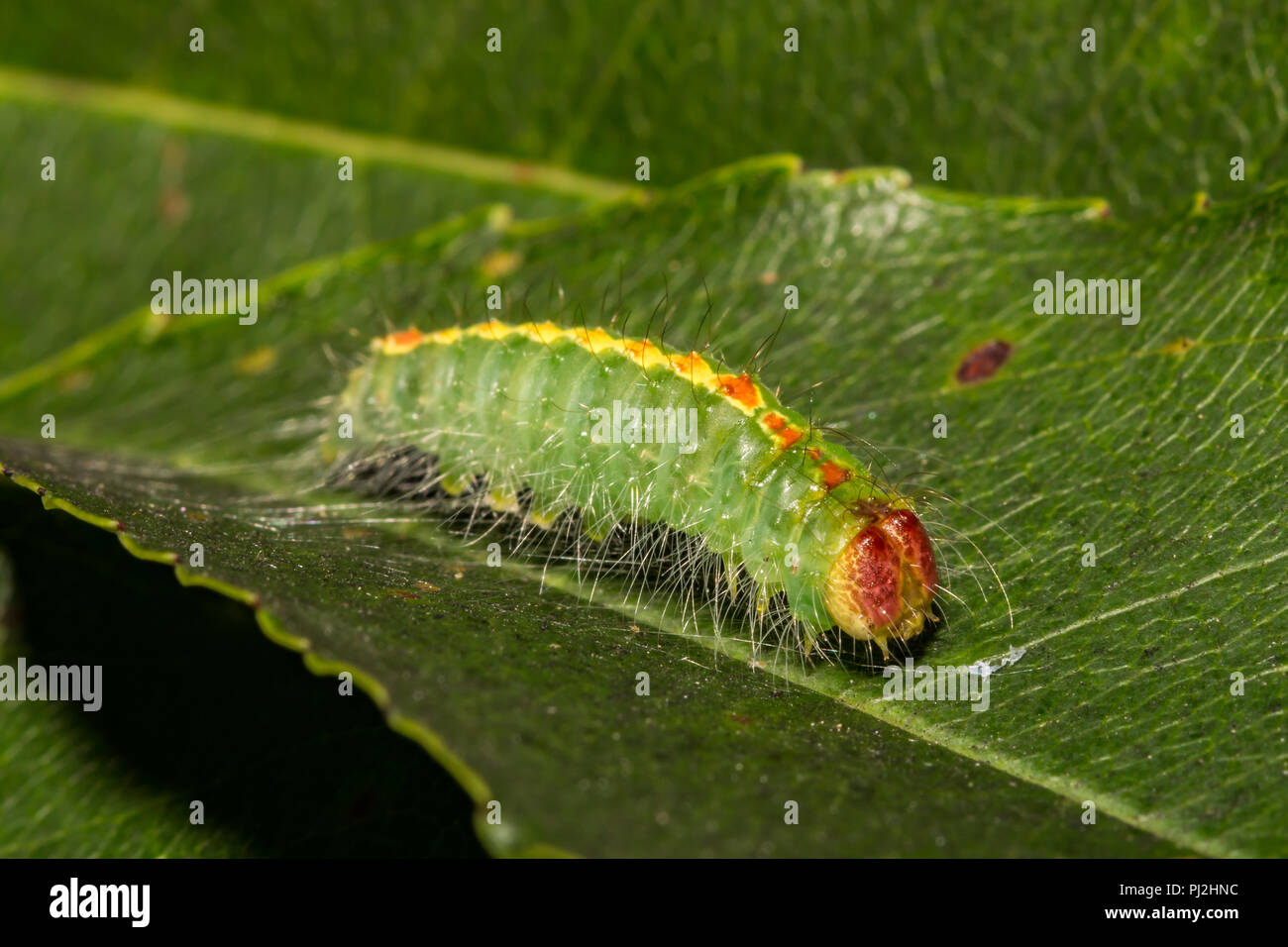 La ciliegia del Pugnale Moth Caterpillar (Acronicta hasta) Foto Stock