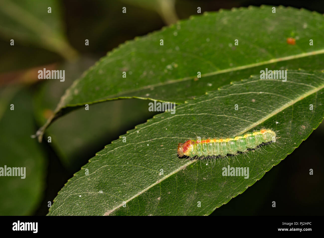 La ciliegia del Pugnale Moth Caterpillar (Acronicta hasta) Foto Stock