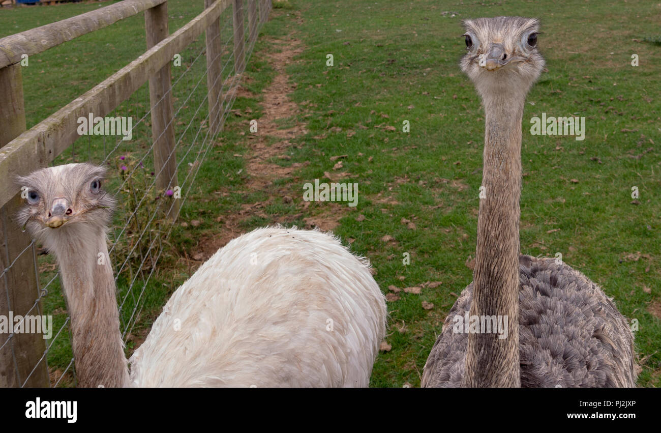 Coppia di Rhea's Foto Stock