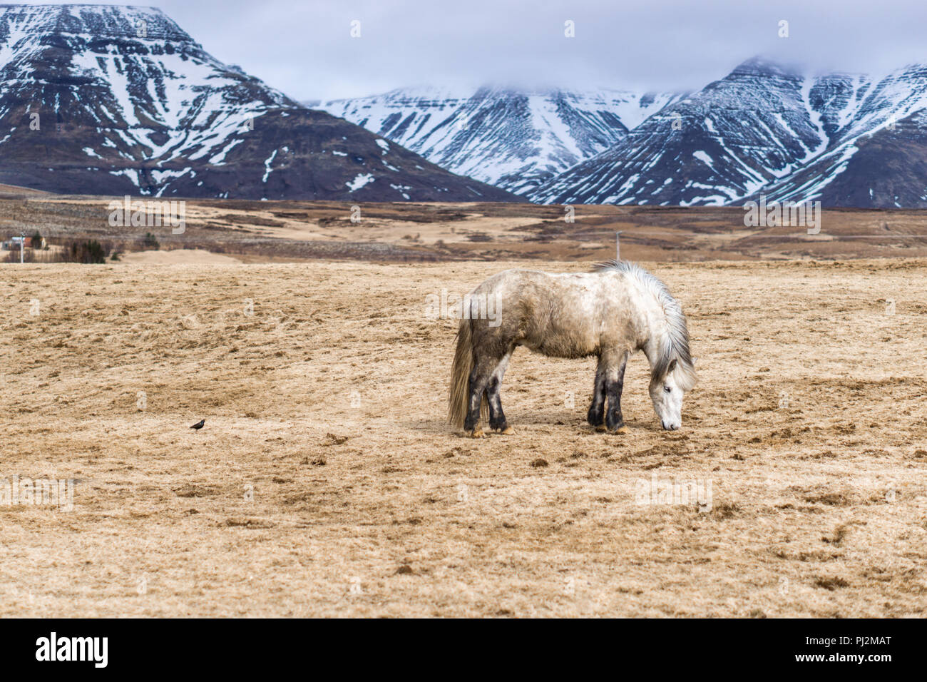 Cavallo islandese con un paesaggio Foto Stock