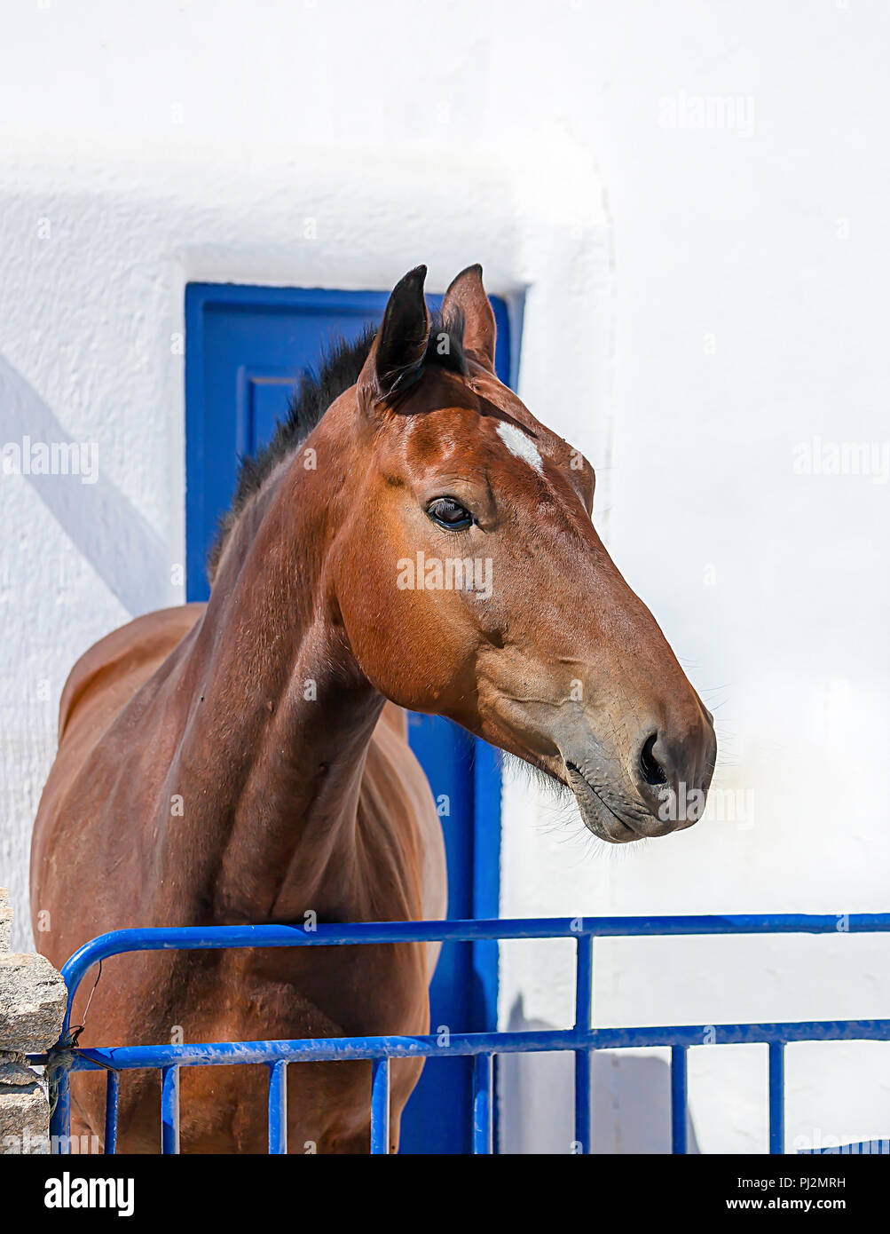 Marrone cavalli giovani in piedi dietro un luminoso blue gate .Immagine Stock Foto Stock