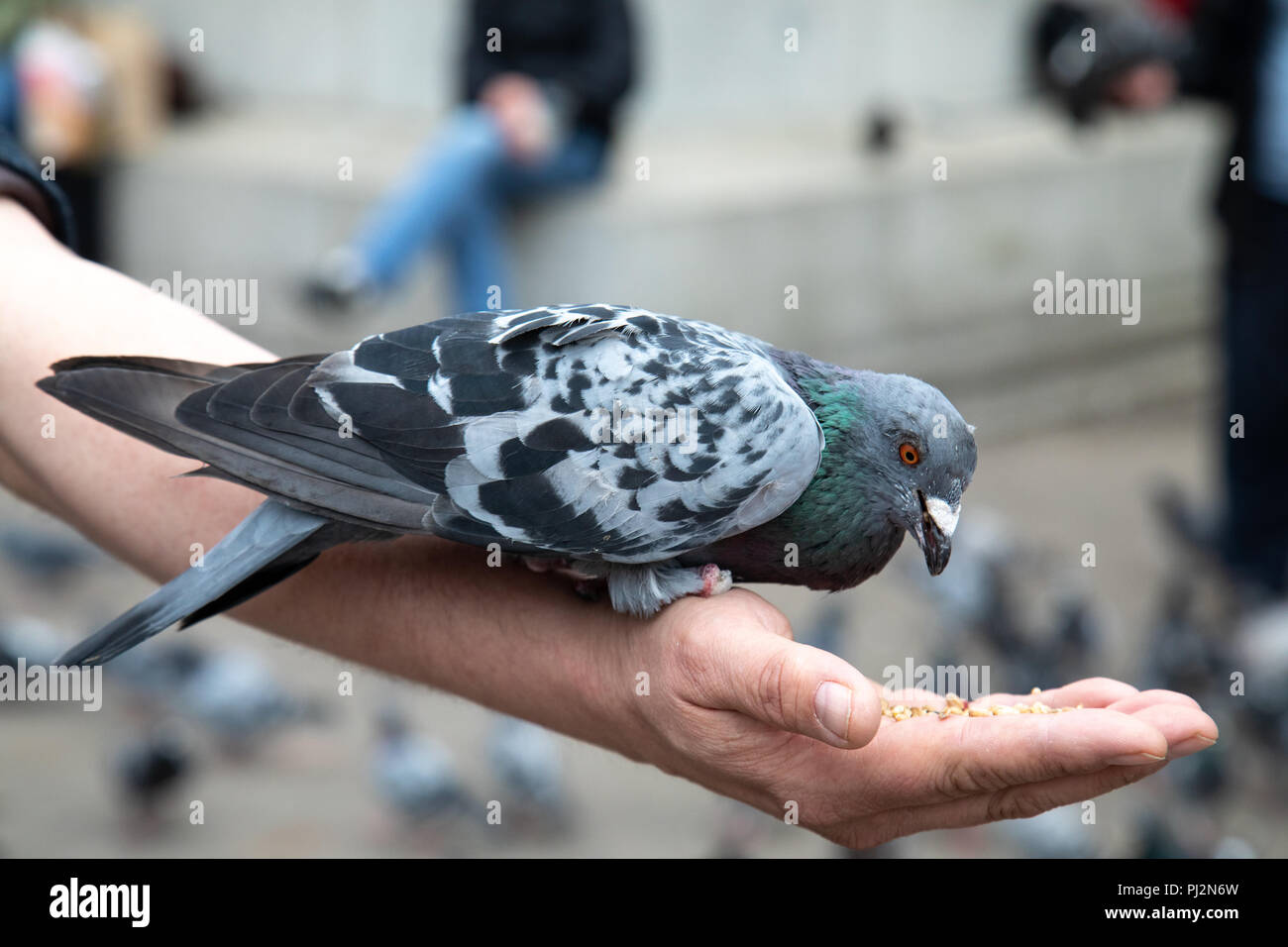 Alimentazione di piccione dalla mano a George Square, Glasgow Foto Stock