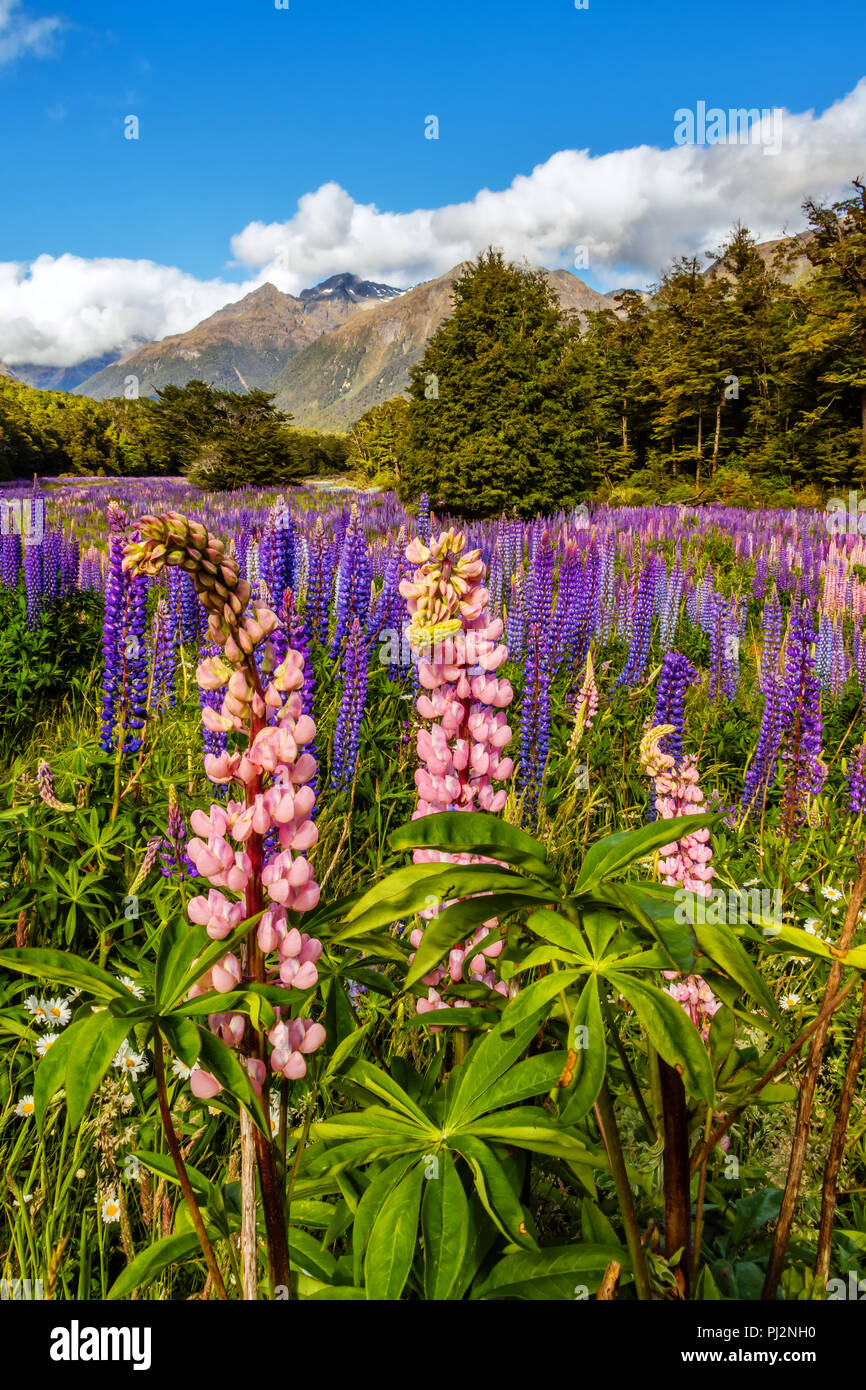 Di fronte al meraviglioso scenario delle Alpi del Sud in Nuova Zelanda, enormi campi di lupino sparsi e glow in molti colori. Foto Stock