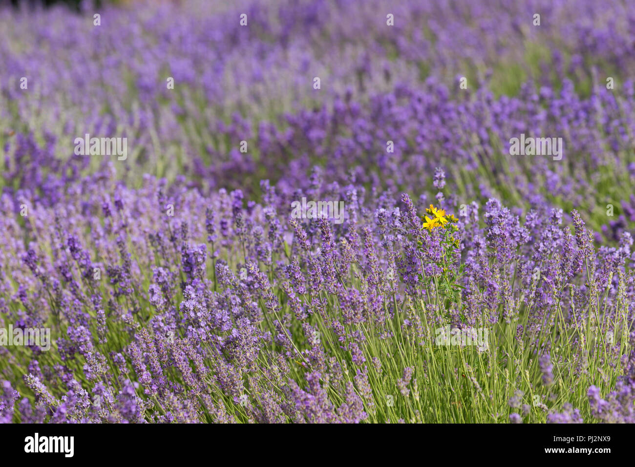 Fiorente campi di lavanda Foto Stock