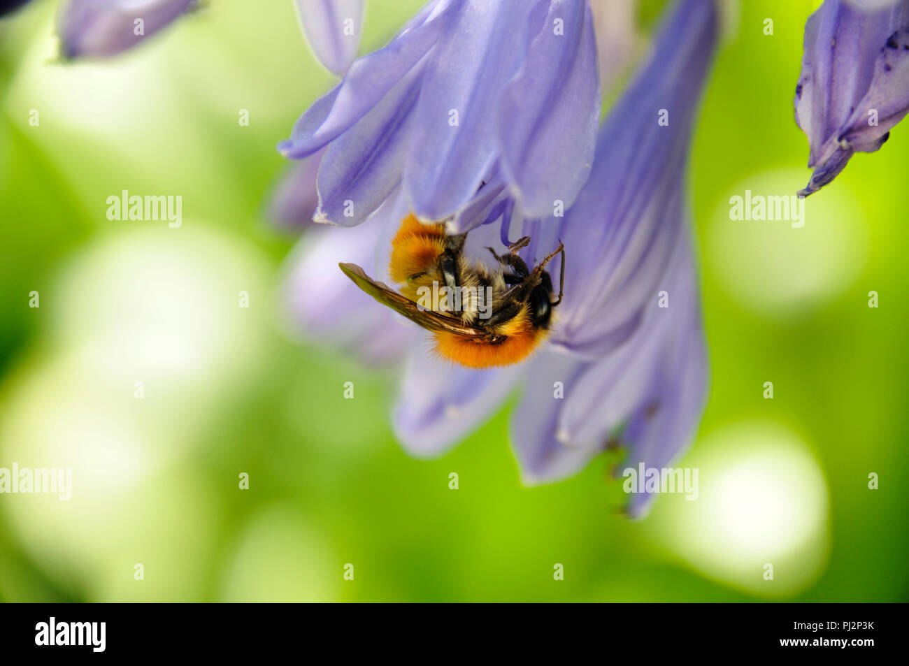 Bee raccogliendo il polline Foto Stock