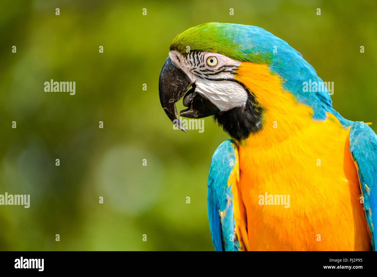 Ritratto di profilo di un bel blu-giallo macaw. Foto Stock