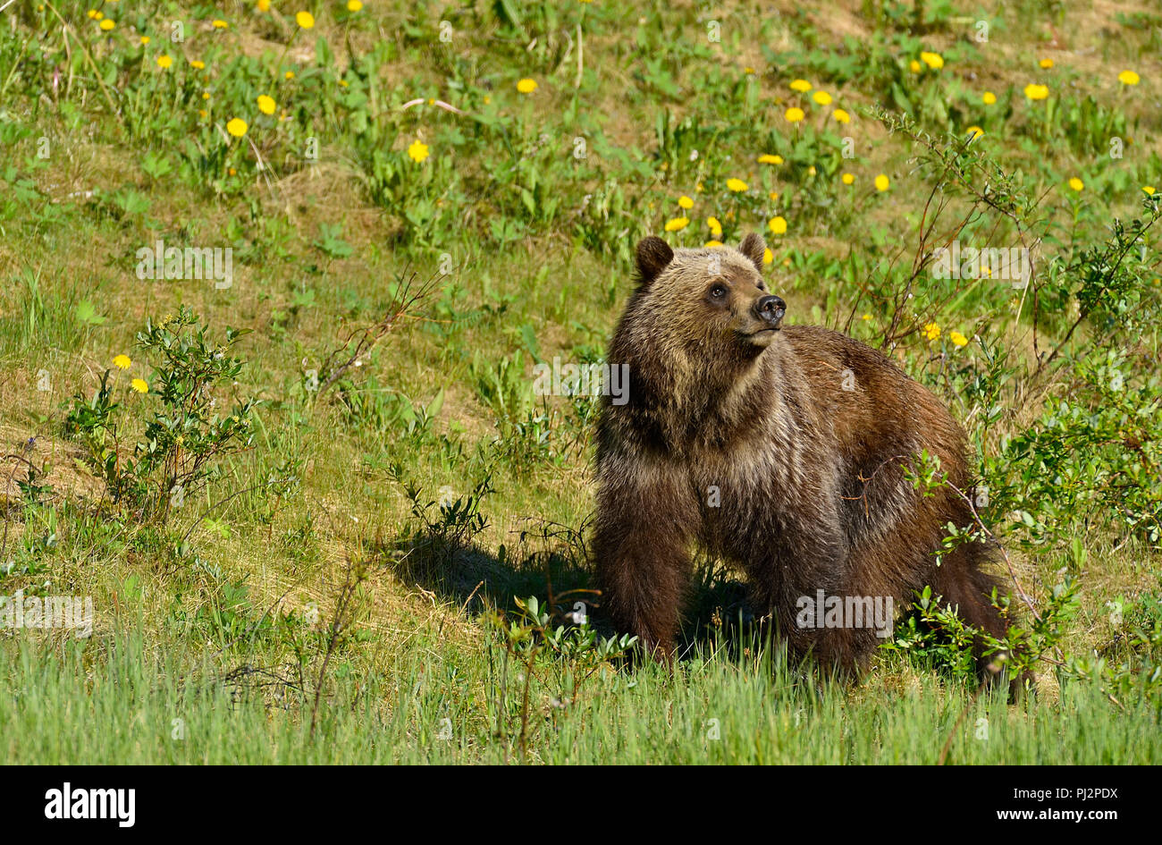 Un orso grizzly Ursus arctos; camminare in un prato erboso che guarda lontano nelle zone rurali di Alberta in Canada. Foto Stock