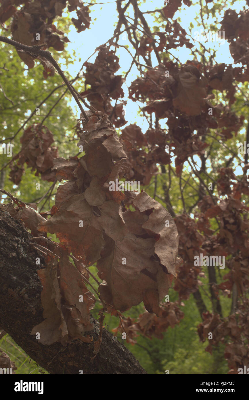 Rametto di quercia con grandi cluster di lussureggiante fogliame secco al pittoresco trunk. particella di autunno è adiacente alla molla. dello stile retrò, tecnica di immagine Foto Stock