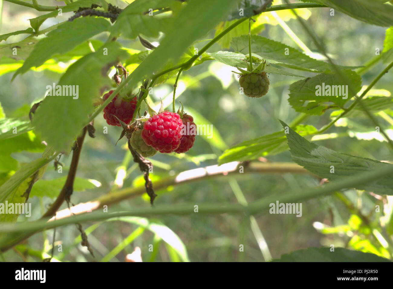 Rosso lampone frutta succosa mature e verde sullo stesso ramo sottile, a penzoloni. delicies della foresta Foto Stock