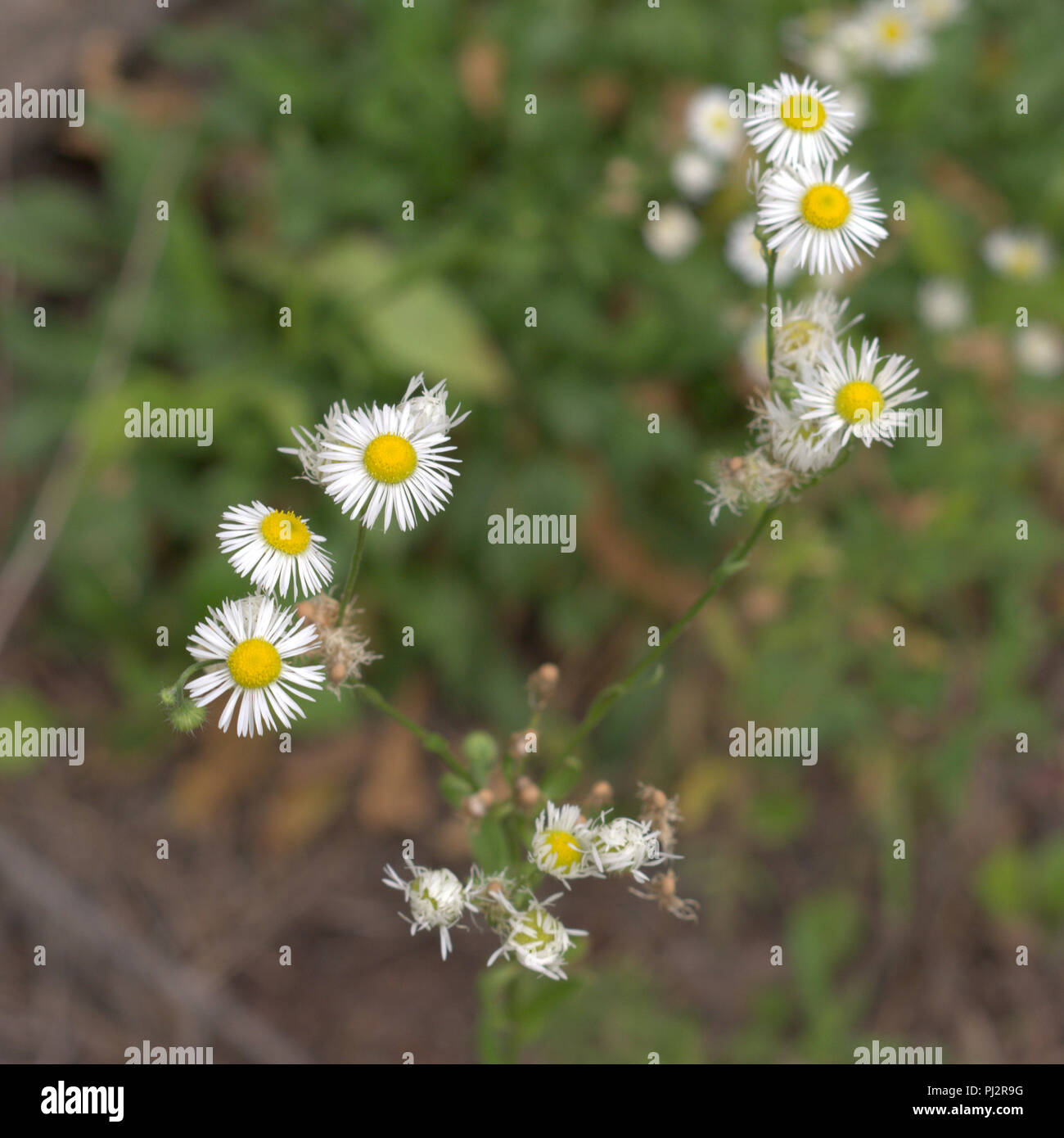 Oxeye daisy nella fase di fioritura attivo; closeup Foto Stock