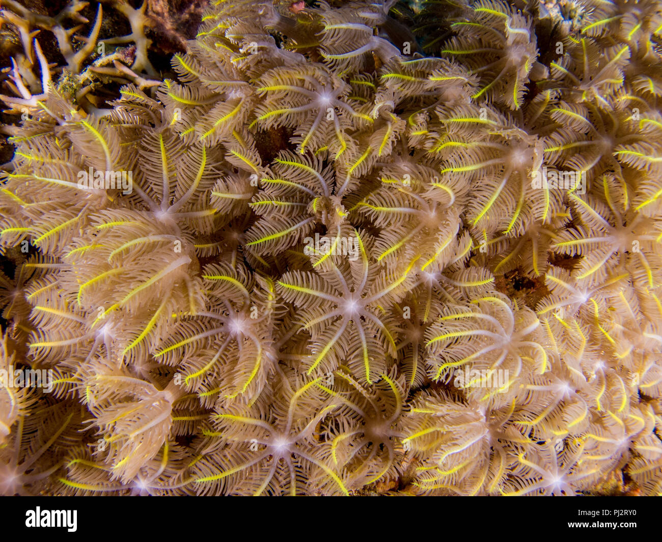 Dettaglio, Clavularia sp., guanto polipi, stella di polipi, Mabul, Sabah, Malaysia Foto Stock