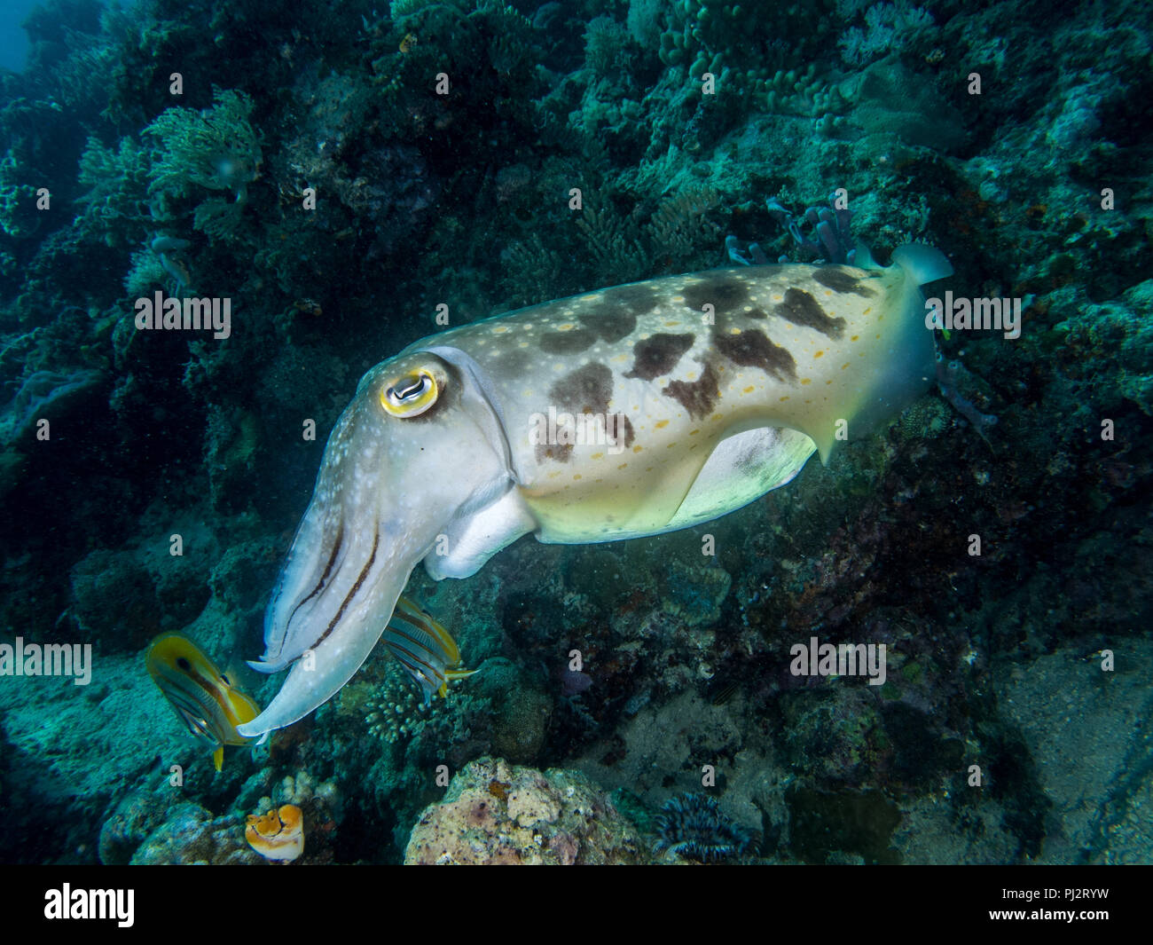 Broadclub Le Seppie Sepia latimanus, Mabul, Sabah, Malaysia Foto Stock