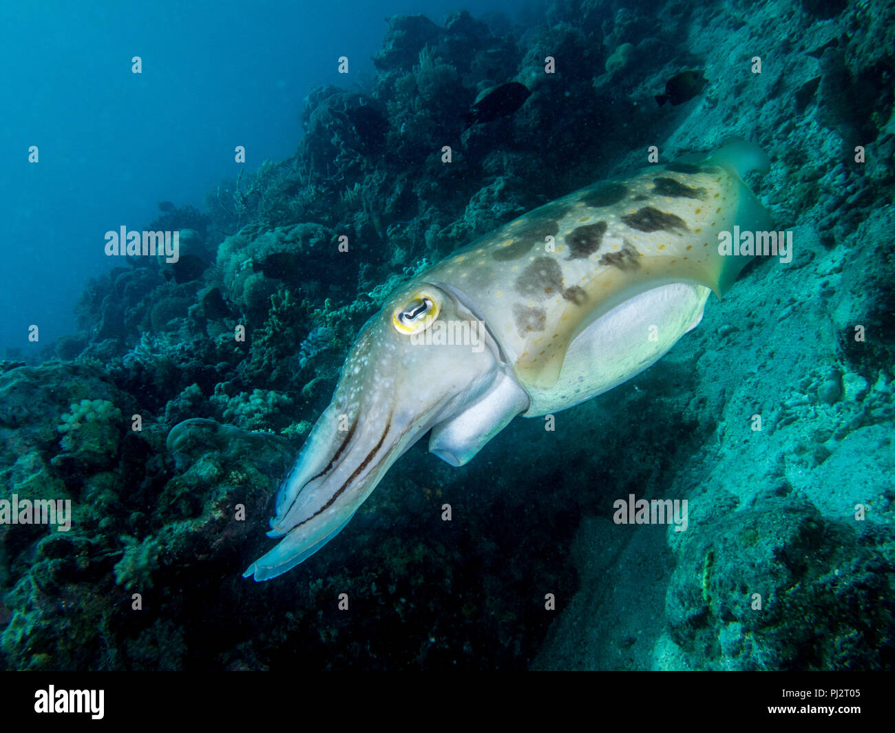 Broadclub Le Seppie Sepia latimanus, Mabul, Sabah, Malaysia Foto Stock