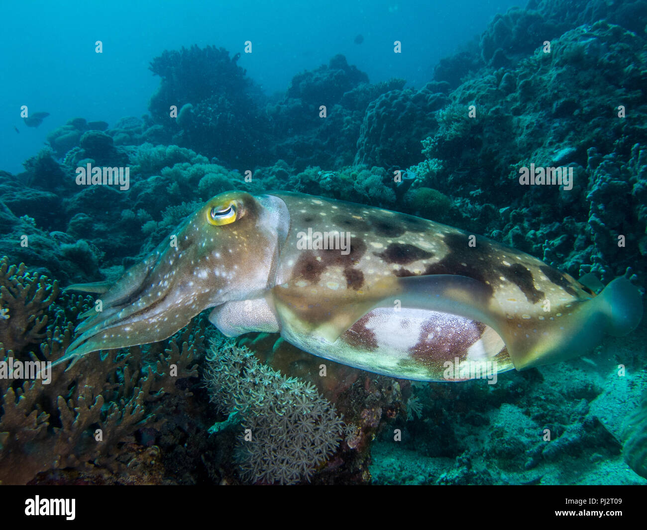 Broadclub Le Seppie Sepia latimanus, Mabul, Sabah, Malaysia Foto Stock