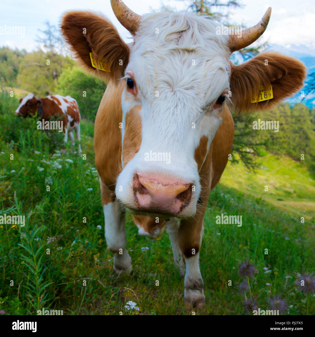 Brown mucca svizzera. La Svizzera Montagna Foto Stock