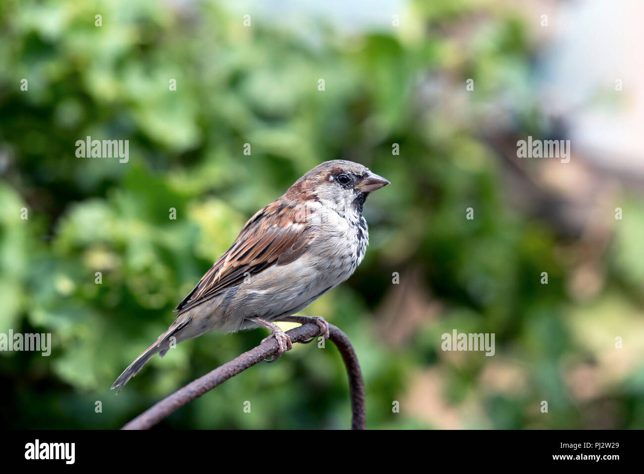 Casa maschio Sparrow - Passer domesticus sul metallo arrugginito pesce persico Foto Stock