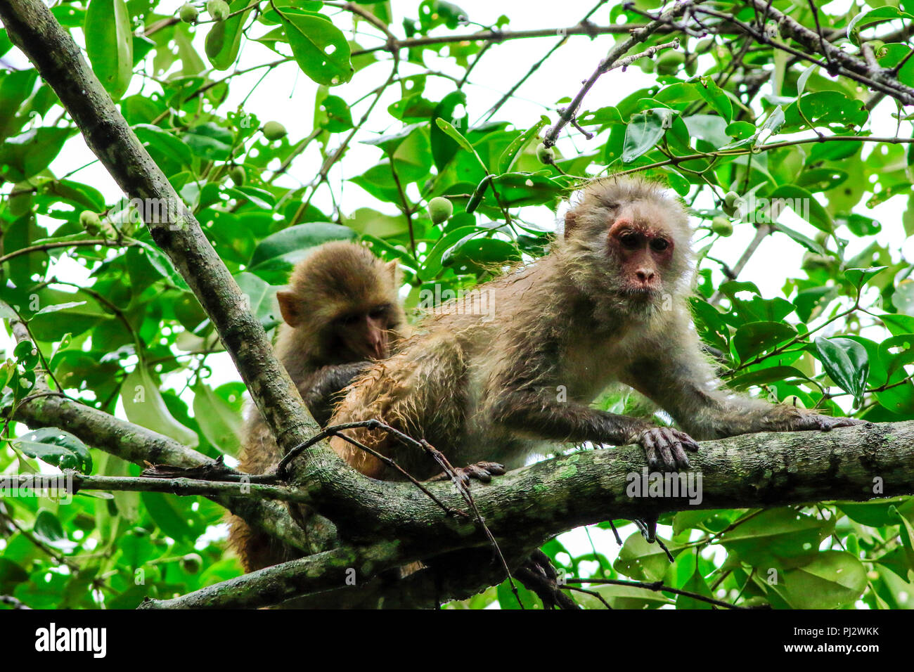 Scimmia rhesus in Sundarbans, Bagerhat, Bangladesh. Foto Stock