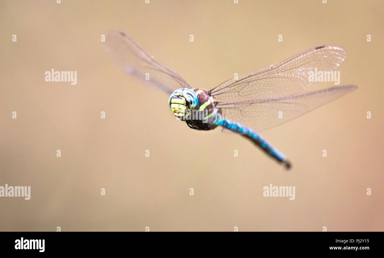 Un darter libellula in volo a Ankeny Wildlife Refuge, Oregon. Foto Stock