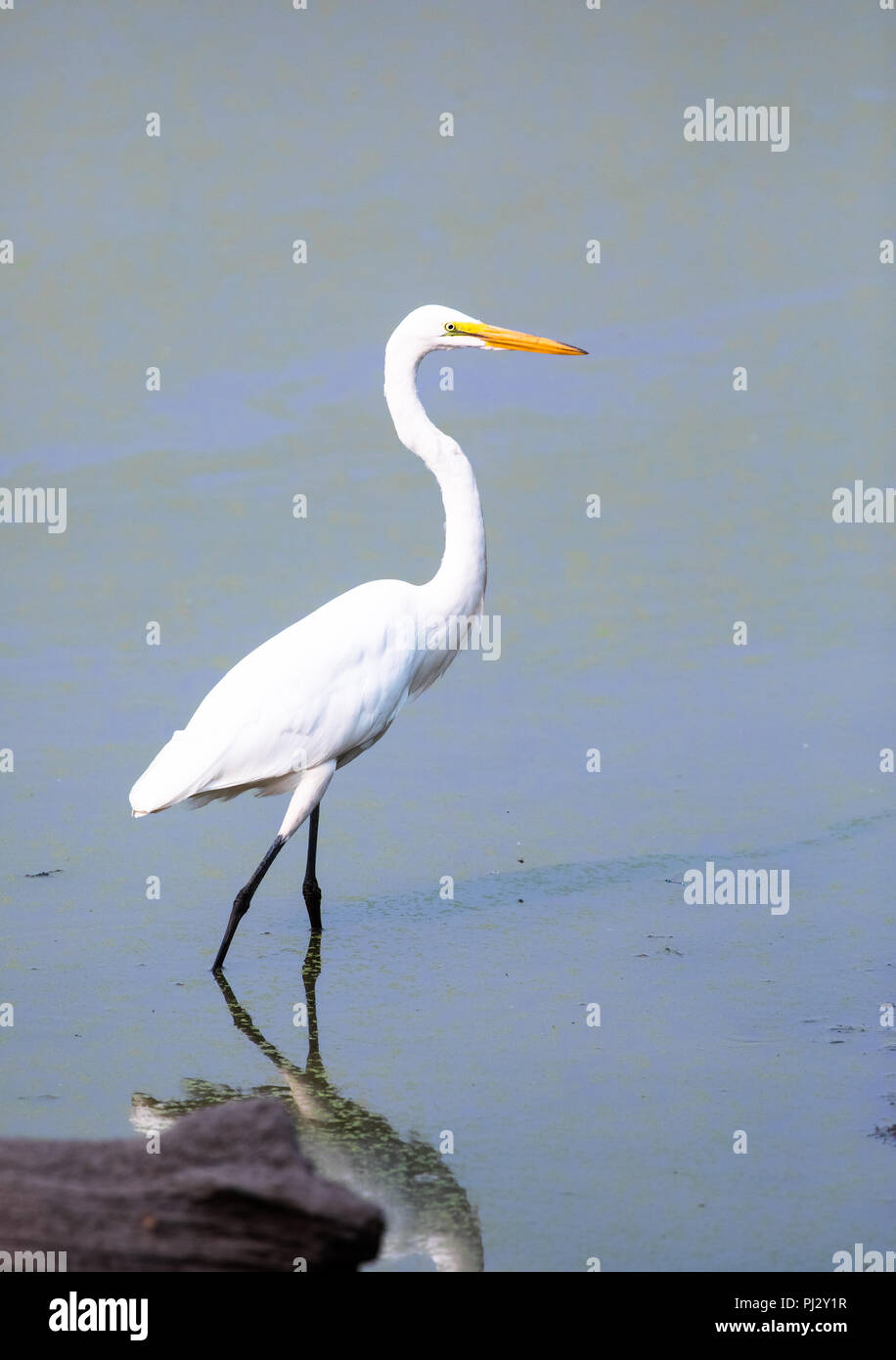 Un Airone bianco maggiore (Ardea alba) passeggiate attraverso uno stagno in Ankeny Wildlife Refuge, Oregon. Foto Stock