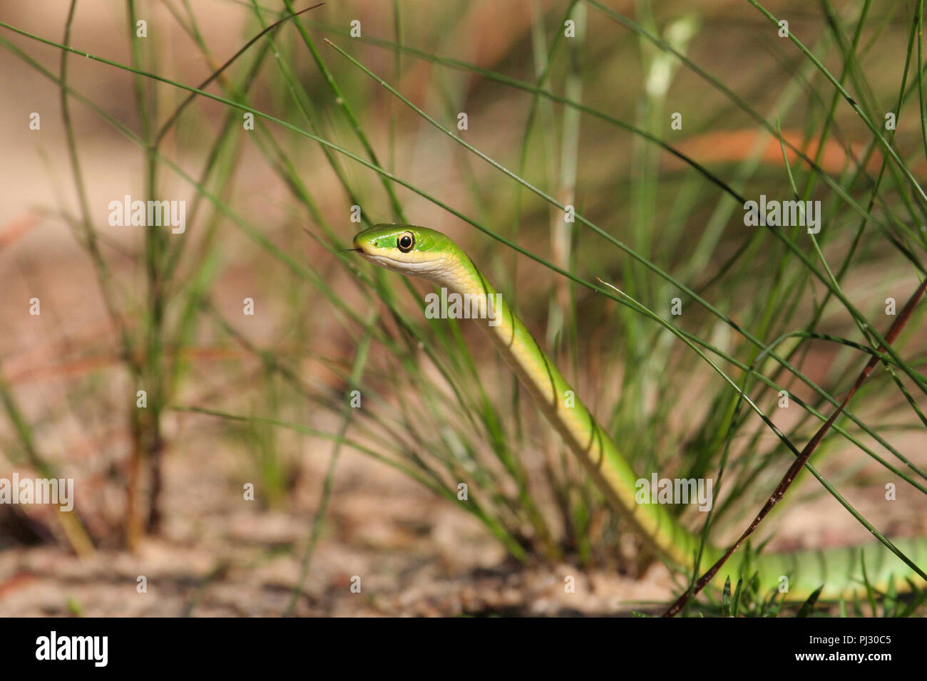 Ritratto di una ruvida serpente verde dalla Georgia del Sud, Stati Uniti d'America. Foto Stock