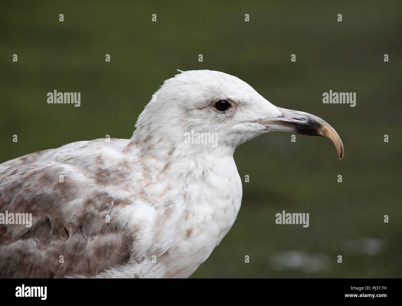 European Herring Gull, Larus argentatus, con crescita mandibolare superiore anormale, Whitby, Regno Unito Foto Stock