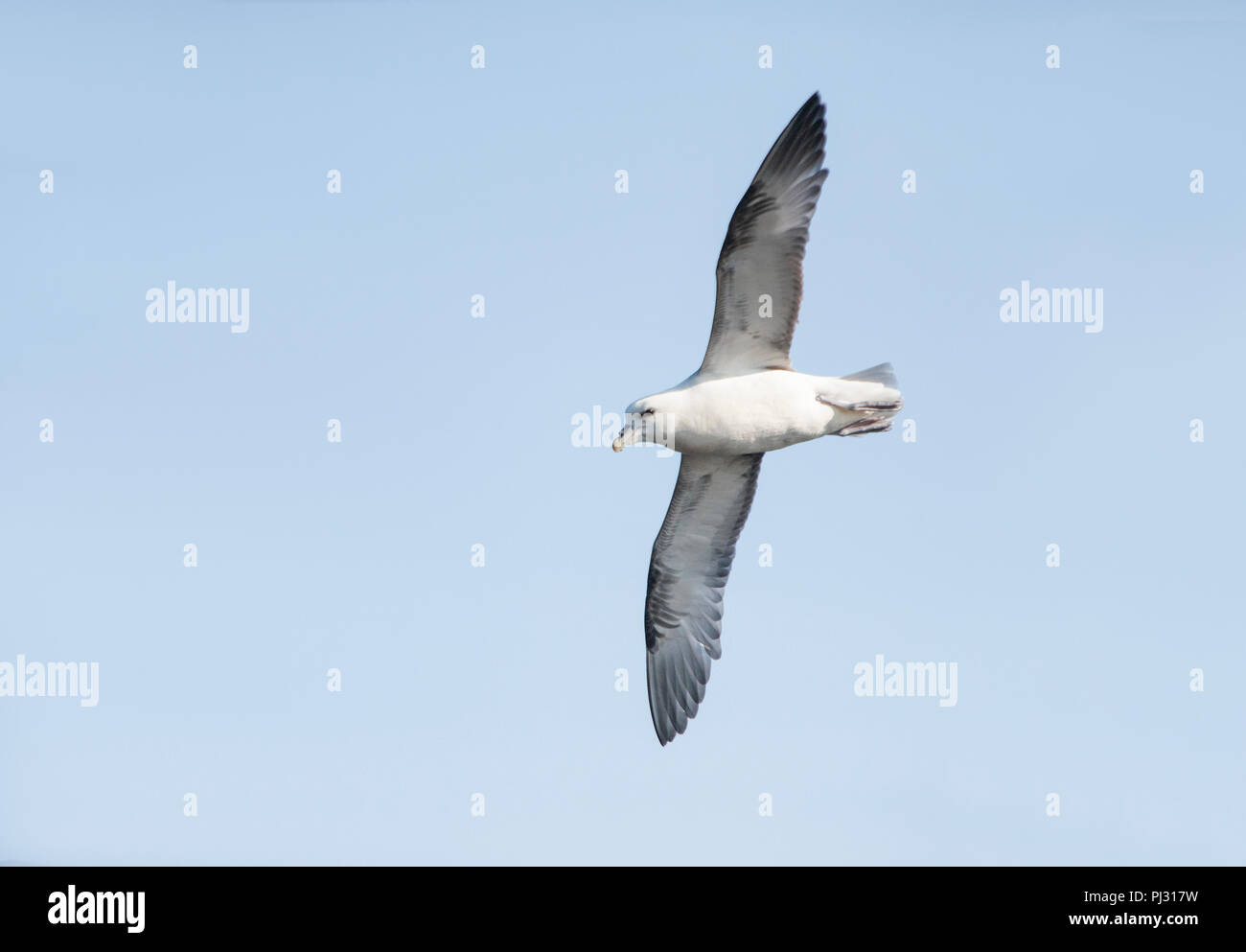 Fulmar, (Fulmarus glacialis), Northern Fulmar o talvolta Fulmar Artico, in volo, Whitby costa, Yorkshire, Isole britanniche Foto Stock