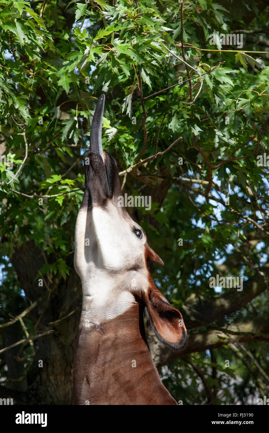 Okapi, Okapia johnstoni, conosciuta anche come la foresta o Congolese Giraffe o Zebra Giraffe, usando la lingua per raggiungere le foglie, singoli tenuto prigioniero, ZSL Foto Stock