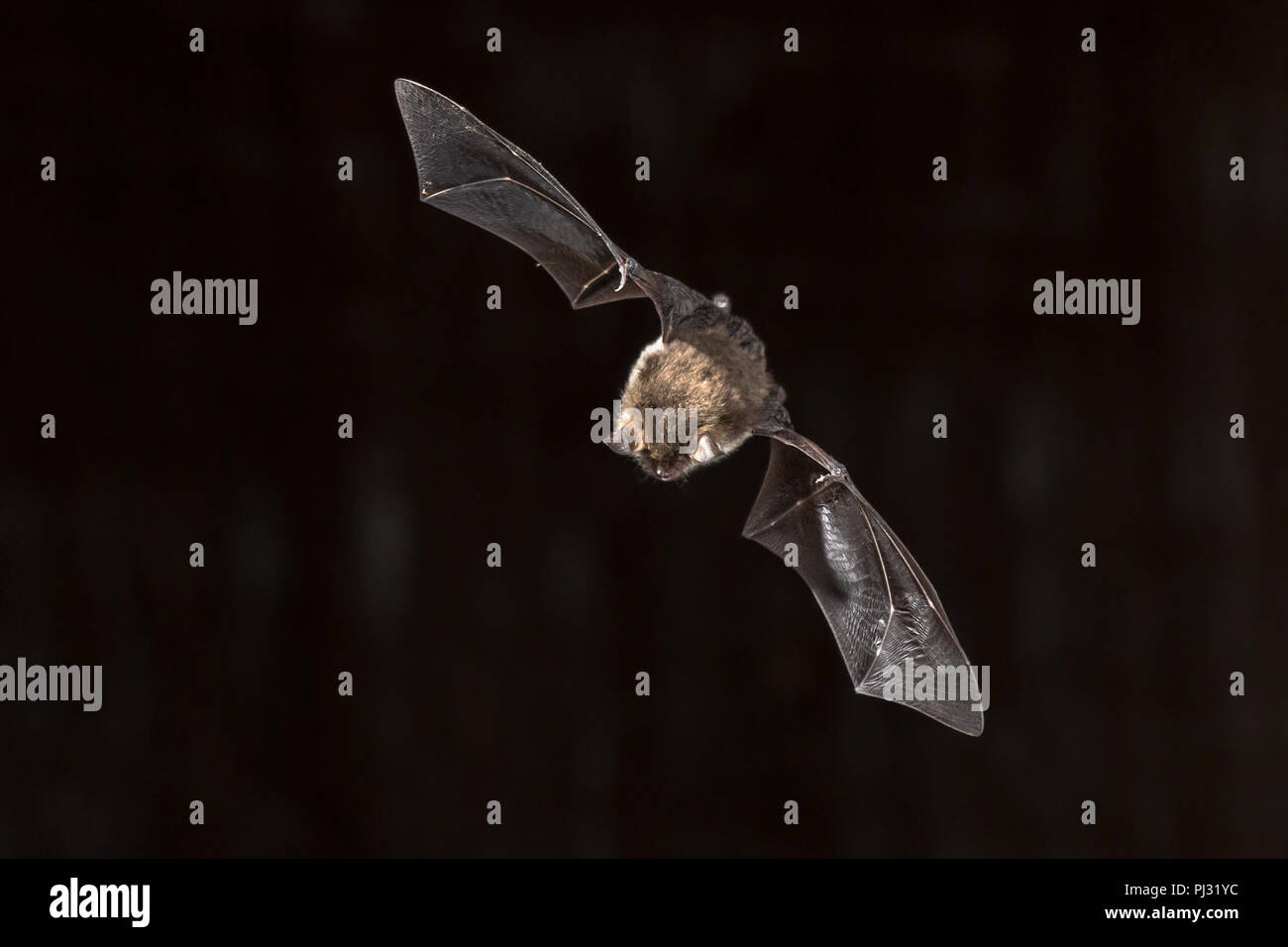 Raro Natterer bat (Myotis nattereri) in volo sulla chiesa con mansarda con distintivo ventre bianco. Guardando giù al piano Foto Stock