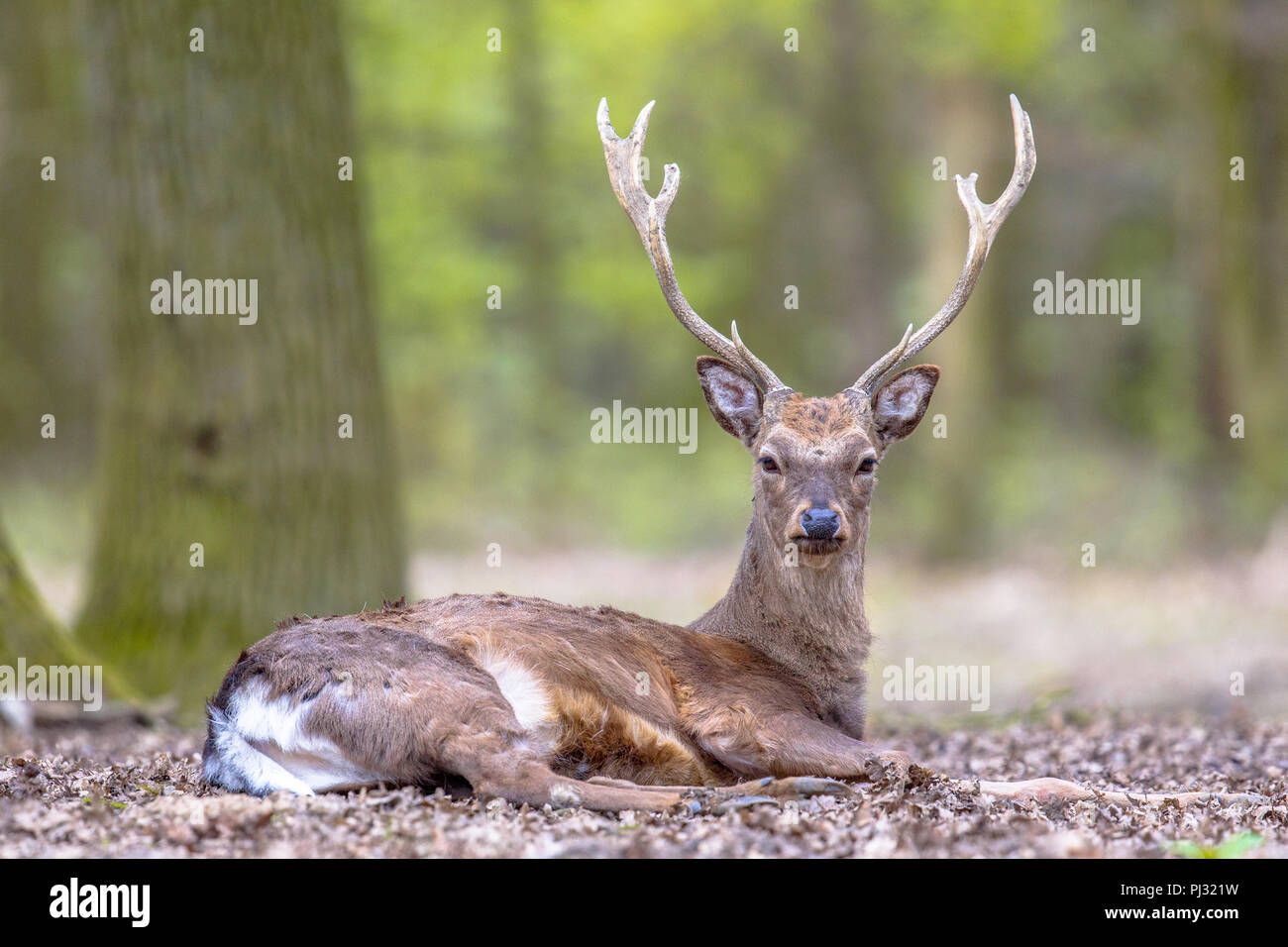 Maschio di daini (Dama Dama) con corna in appoggio con la foresta autunnale in background Foto Stock