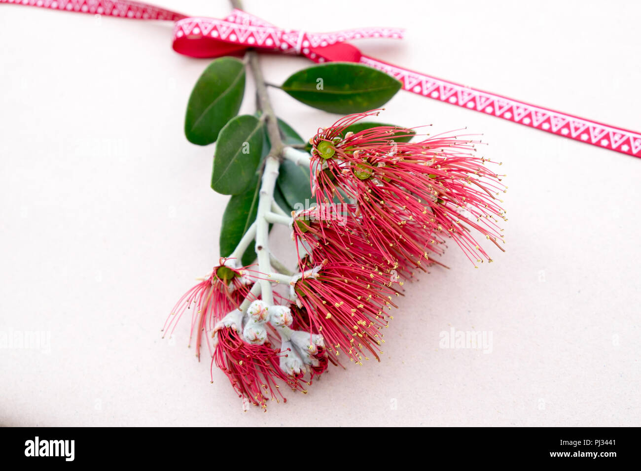 Regalo di natale avvolto in carta semplice con nastro e Pohutukawa flower - noto come la Nuova Zelanda albero di natale. Profondità di campo. Foto Stock