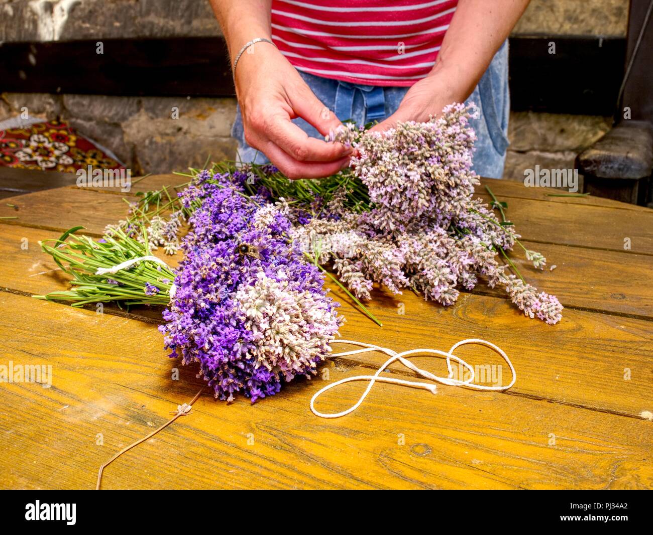 Ragazza preparare aromatici di erbe officinali per camere da letto. Bel mazzo di lavanda fresca (Lavandula angustifolia) Foto Stock