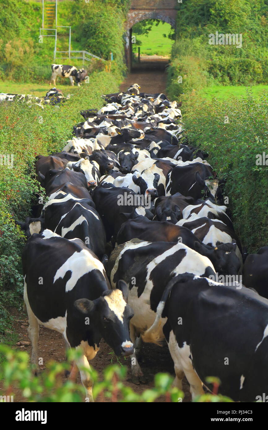 Imbrancandosi vacche su un terreno coltivato in East Devon Foto Stock