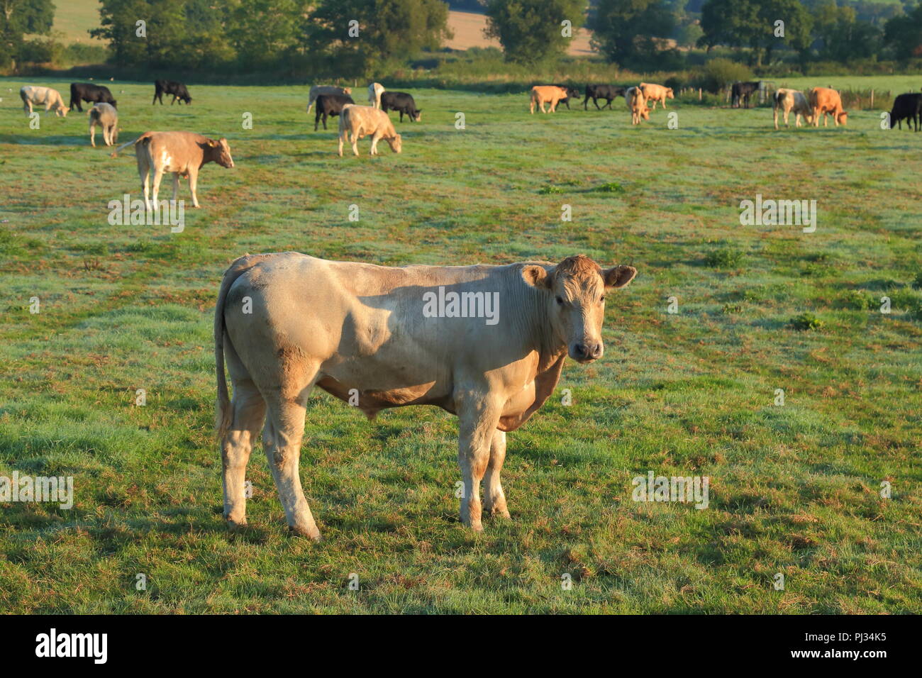 Mandria di mucche sul terreno coltivato nella valle di Ax, Devon Foto Stock