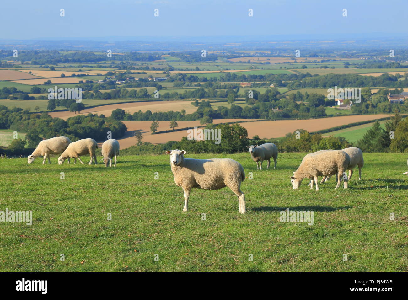 Gregge di pecore pascolano sui terreni agricoli in Somerset Foto Stock