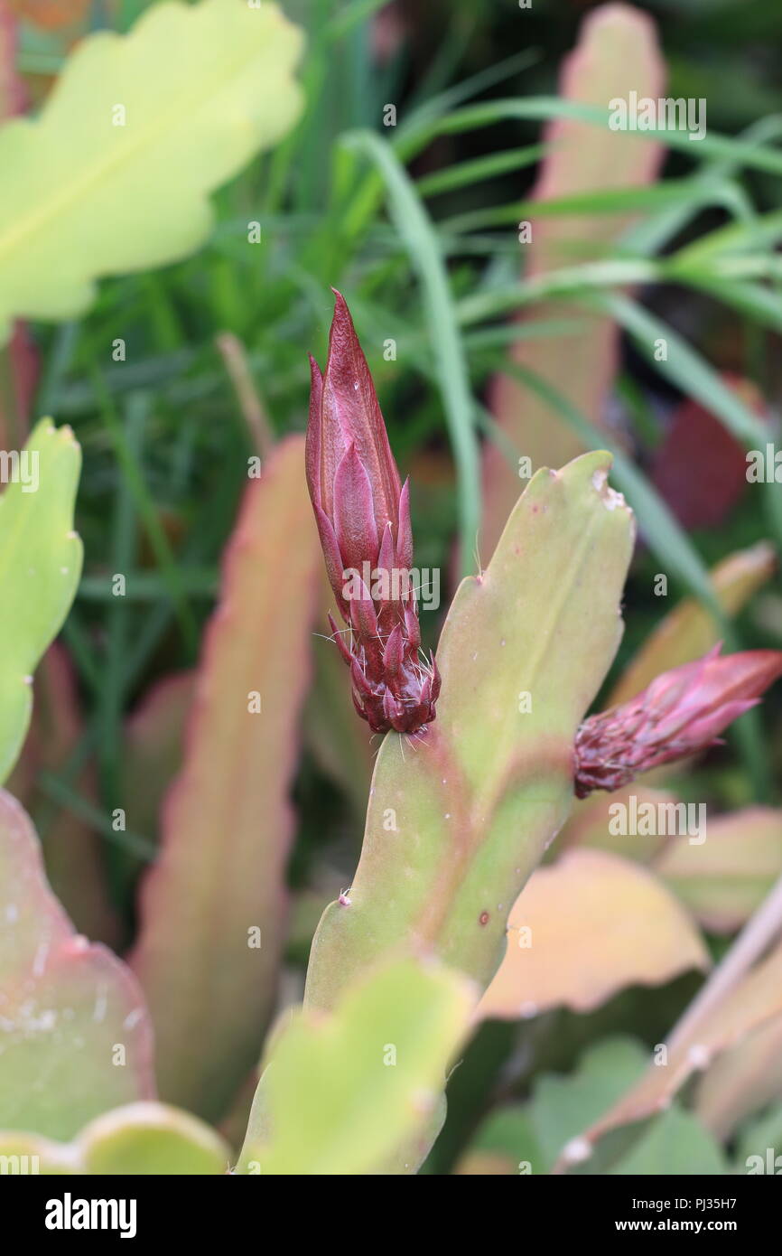 Close up Epiphyllum o orchid cactus con boccioli di fiori Foto Stock
