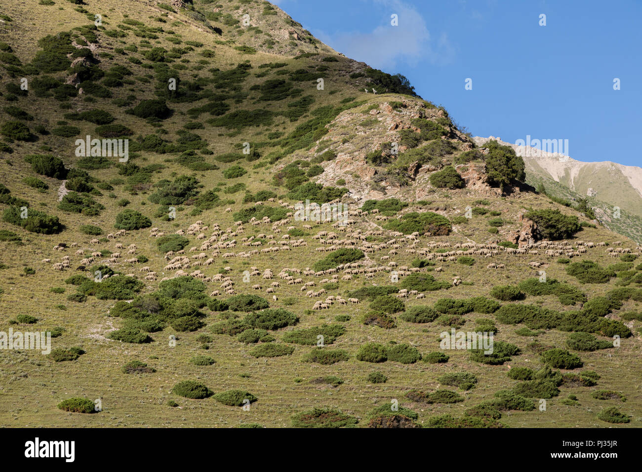 Gregge di pecore migra su un pendio di montagna nella valle di Altyn-Arashan vicino a Karakol in Kirghizistan Foto Stock