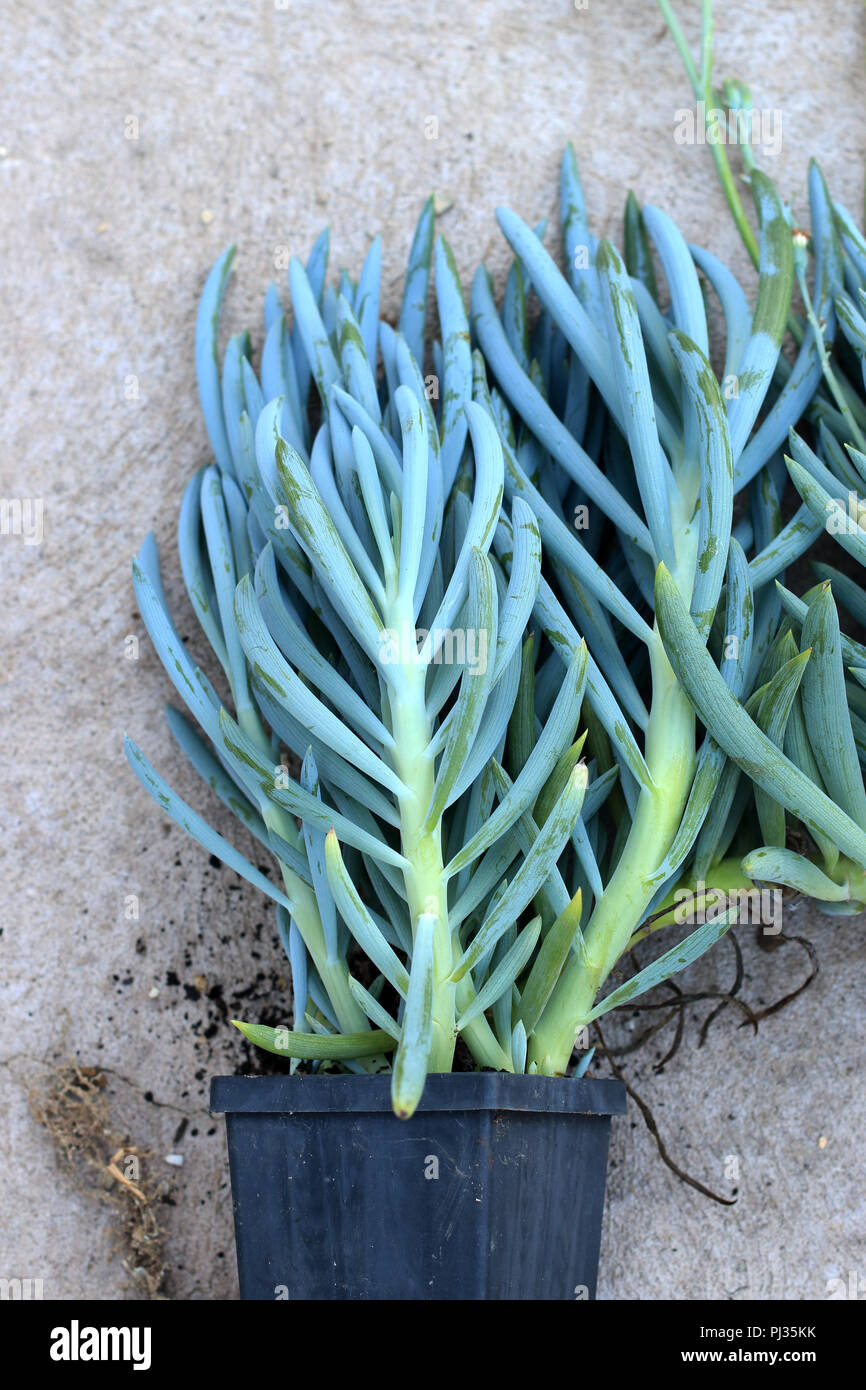 Blue Chalk bastoni o succulenti note come Senecio Mandraliscae, blu dito succulenta Foto Stock