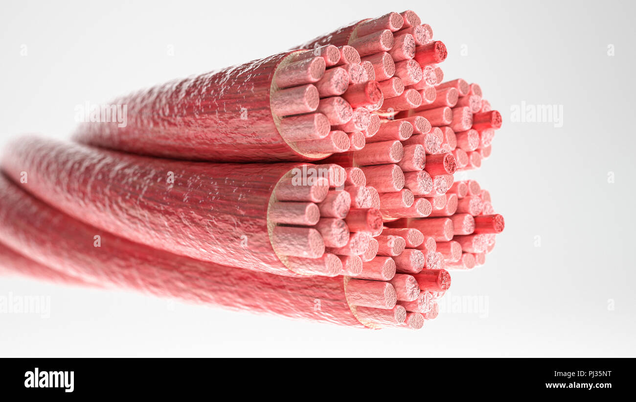 Tipo di muscolo: muscolo cardiaco - sezione trasversale attraverso un muscolo con visibili le fibre muscolari - il rendering 3D Foto Stock