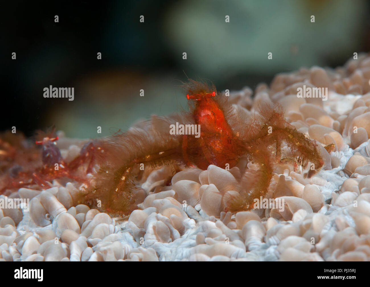 Orango crab ( Achaeus japonicus ) in appoggio sui coralli di Bali, Indonesia Foto Stock