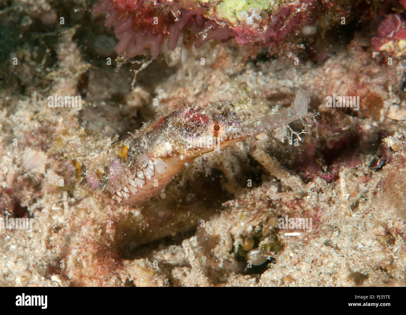 Pipefish pigmeo Solegnathus (sp) strisciando sulla sabbia di Raja Ampat, Papua occidentale, in Indonesia Foto Stock