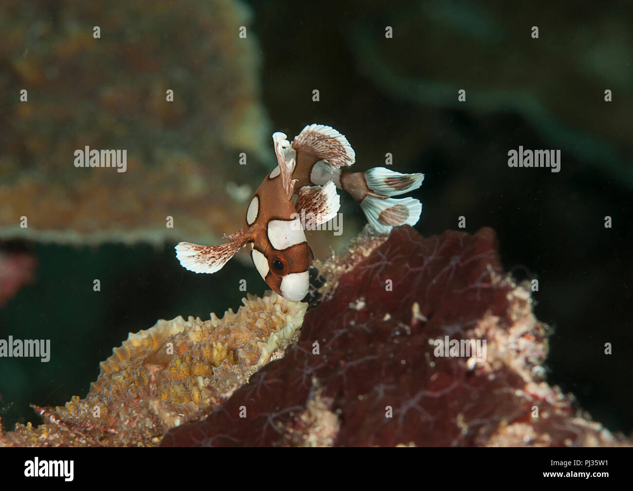 Arlecchino sweetlips capretti (Plectorhinchus chaetodonoides) nuoto su coralli di Bali. Il novellame imitare il movimento di un velenoso flatworm per de Foto Stock