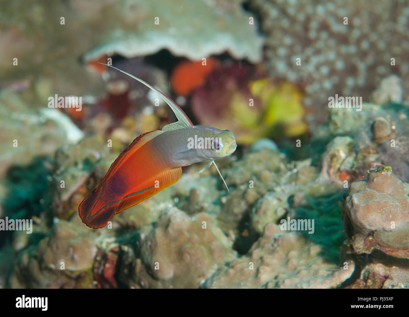 Fire dartfish ( nemateleotris magnifica ) nuoto Oltre coralli di Bali.close-up Foto Stock