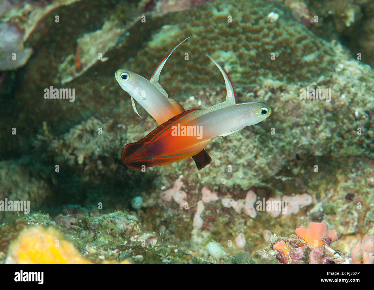 Due fuoco dartfish ( nemateleotris magnifica ) nuoto sincronizzato su coralli di Bali.close-up Foto Stock