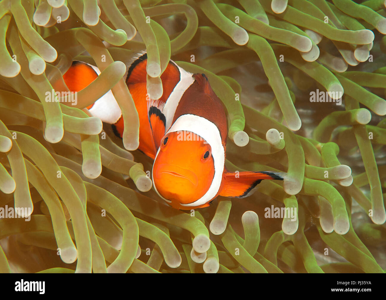 Ocellaris clownfish ( Aphiprion ocellaris ) o false clown anemonefish shelter stesso tra i tentacoli velenosi di una magnifica anemone marittimo ( Het Foto Stock