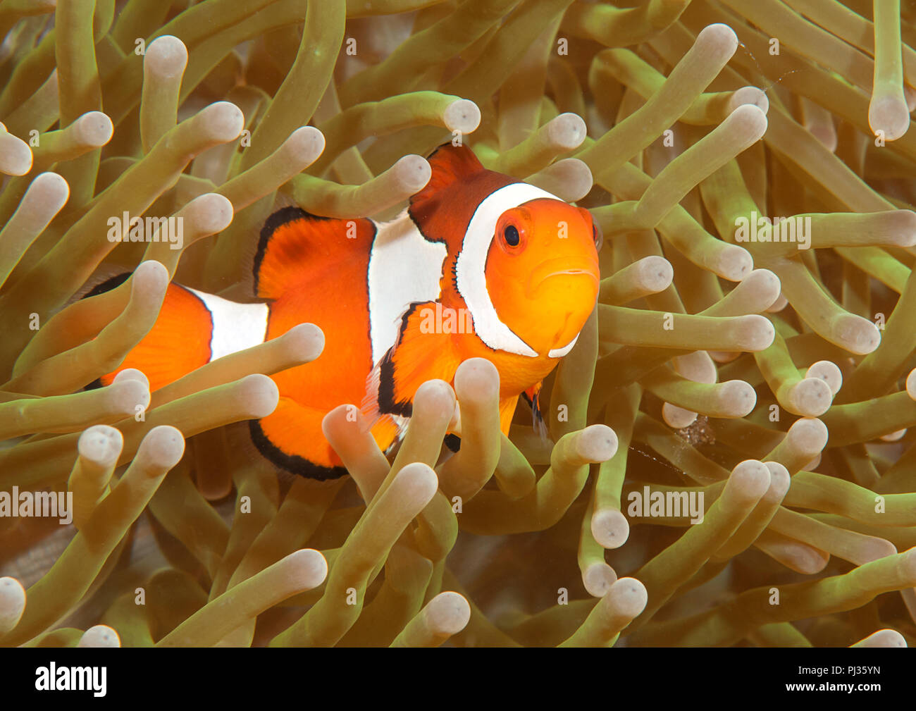 Ocellaris clownfish ( Aphiprion ocellaris ) o false clown anemonefish shelter stesso tra i tentacoli velenosi di una magnifica anemone marittimo ( Het Foto Stock