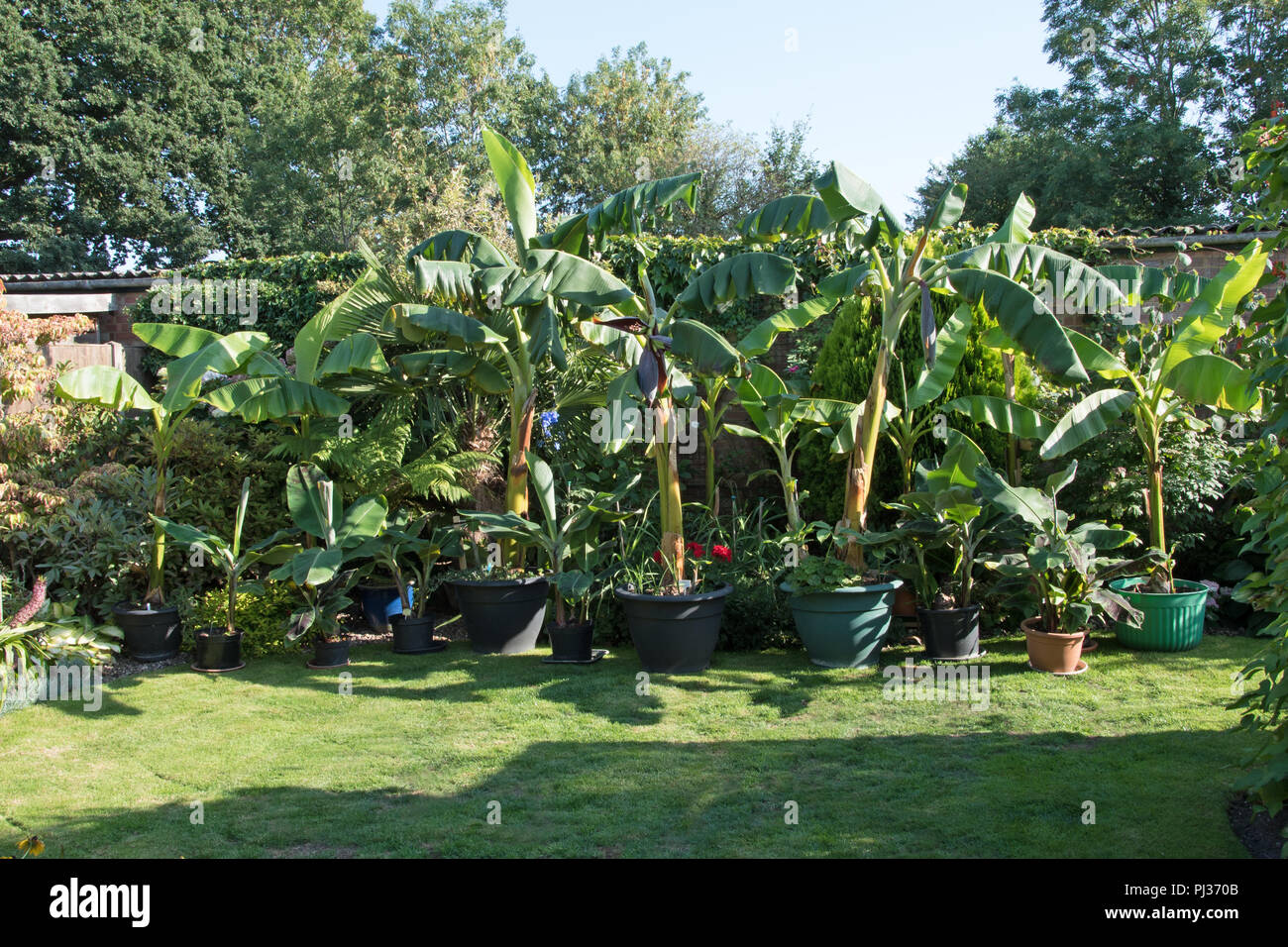 Le banane in un giardino inglese... Foto Stock