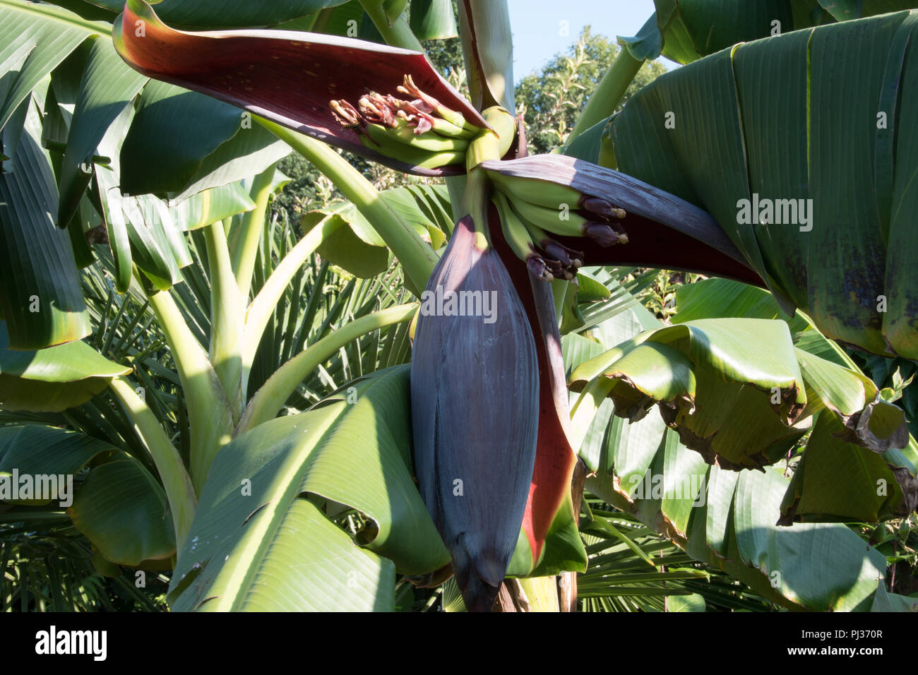 Le banane in un giardino inglese... Foto Stock