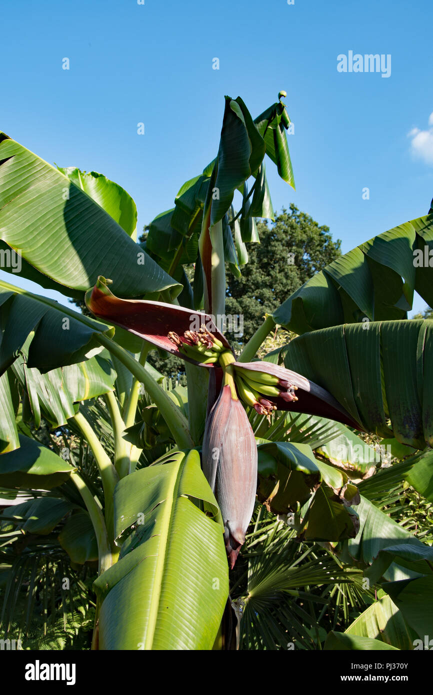 Le banane in un giardino inglese... Foto Stock